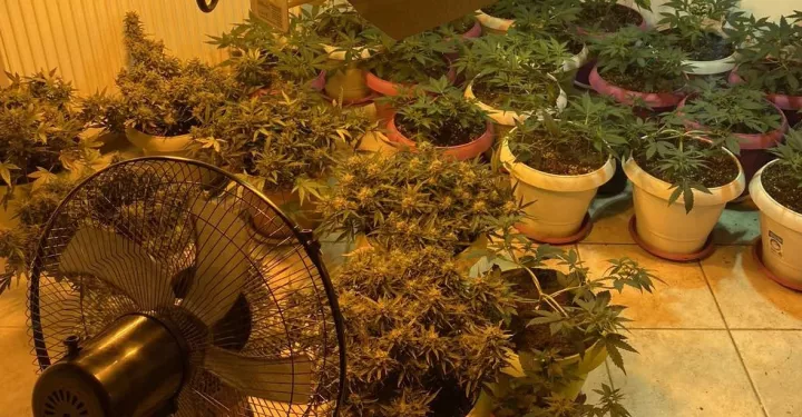 Θεσσαλονίκη: Σύλληψη 33χρονου που καλλιεργούσε δενδρύλλια κάνναβης στο σπίτι του