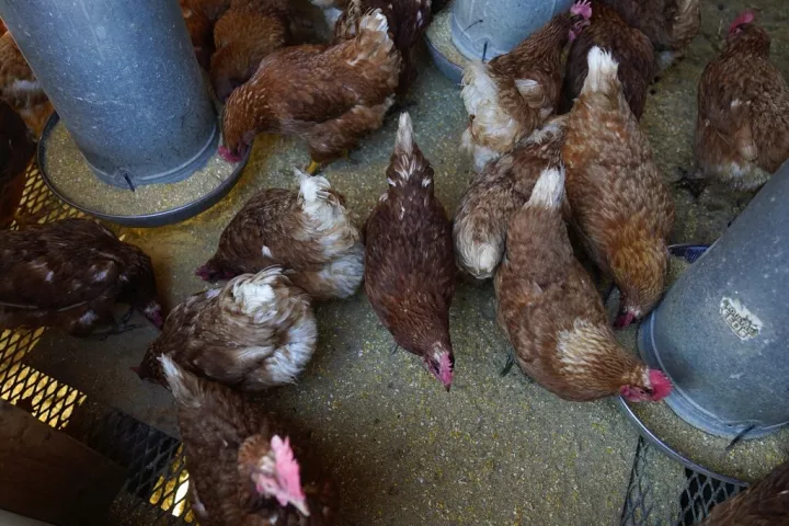 Σουηδία: Εντόπισε ιό της γρίπης των πτηνών σε φάρμα πουλερικών