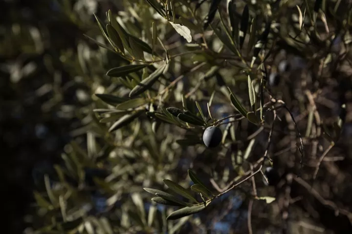 Σε κίνδυνο η φετινή παραγωγή ελαιολάδου, υποστηρίζει η ΚΕΔΕ