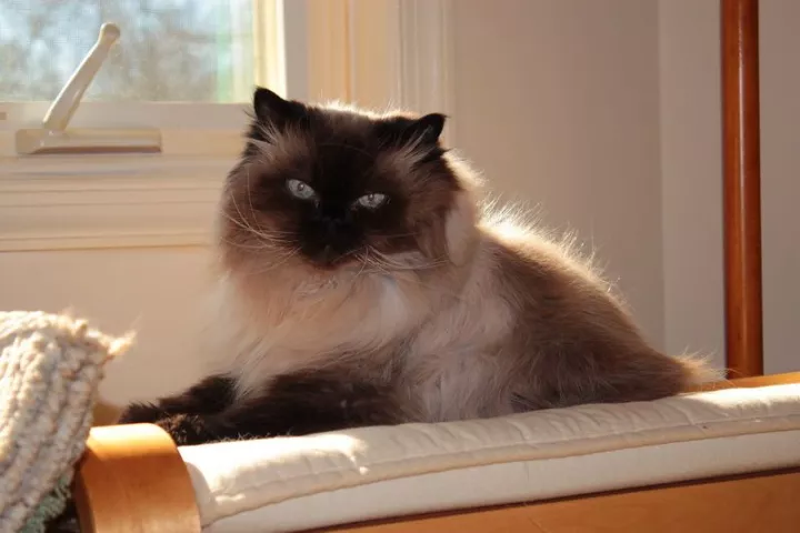 Είχαμε γάτες των Ιμαλαΐων και της Αγκύρας, αλλά, τουλάχιστον, ήταν ζωντανές…  