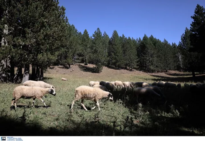 Πλειστηριασμός... προβάτων για χρέη στο Δημόσιο